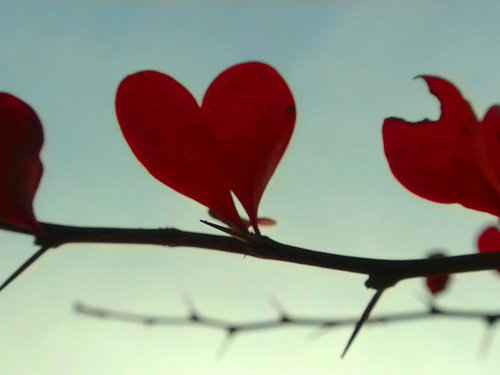 Önyargılarımız, aşkları inciten dikenlerden başka nedir ki?