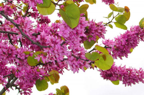 Bu mevsim, burada, erguvan kokusu dolar hep, açılan avuçlarıma…