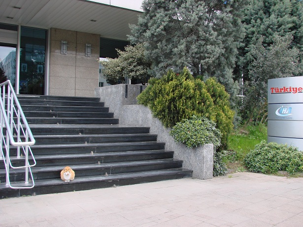 Seyir Defteri – Tarihsiz (Holdingin sarı kedisi…)