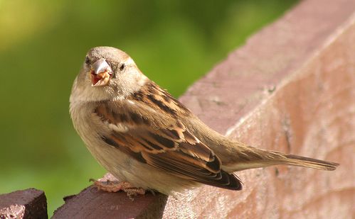 Bir kuşun olsaydı; sen mi onu daha çok severdin, o mu seni?