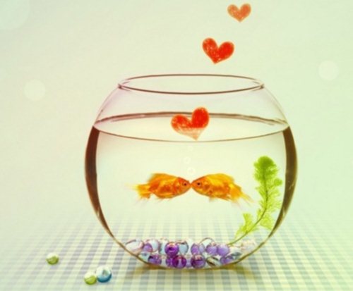 Akvaryumlar insanın kalbine mi benziyor, ne!